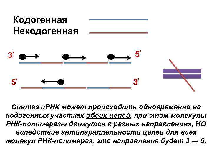 Кодогенная Некодогенная 3 , 5 5 , 3 , , Синтез и. РНК может