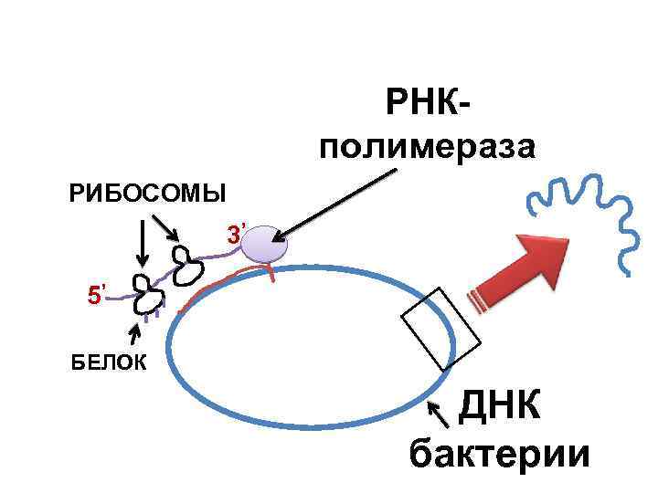 РНКполимераза РИБОСОМЫ 3 5 , , БЕЛОК ДНК бактерии 