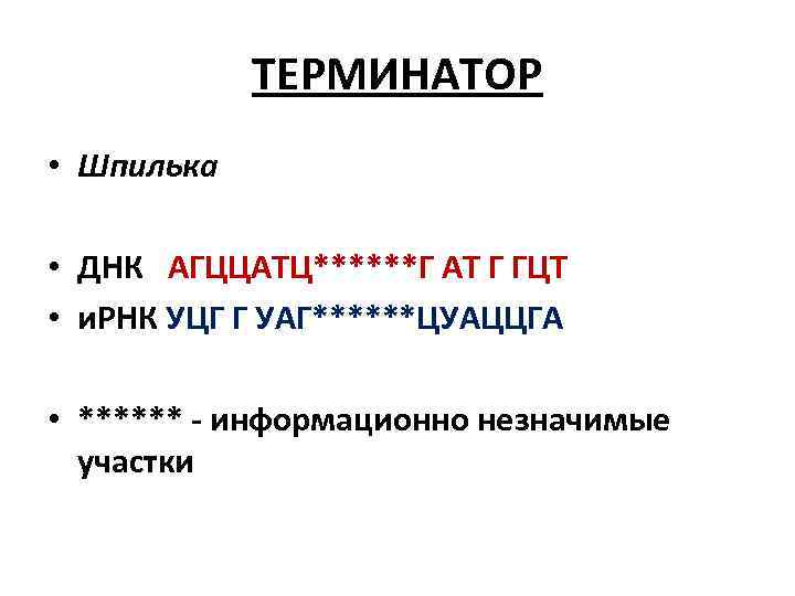 ТЕРМИНАТОР • Шпилька • ДНК АГЦЦАТЦ******Г АТ Г ГЦТ • и. РНК УЦГ Г