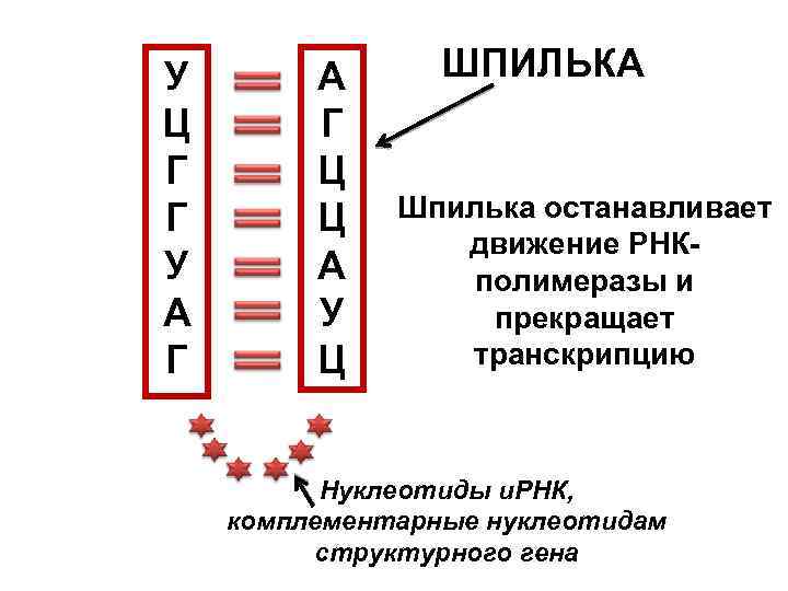 У Ц Г Г У А Г Ц Ц А У Ц ШПИЛЬКА Шпилька