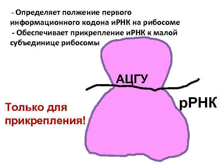 - Определяет полжение первого информационного кодона и. РНК на рибосоме - Обеспечивает прикрепление и.