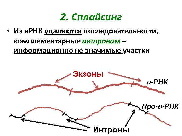 2. Сплайсинг • Из и. РНК удаляются последовательности, комплементарные интронам – информационно не значимые