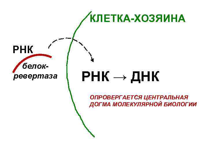 Рассмотрите предложенную схему классификации реакций матричного синтеза