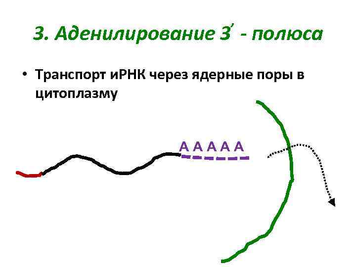 , 3. Аденилирование 3 - полюса • Транспорт и. РНК через ядерные поры в