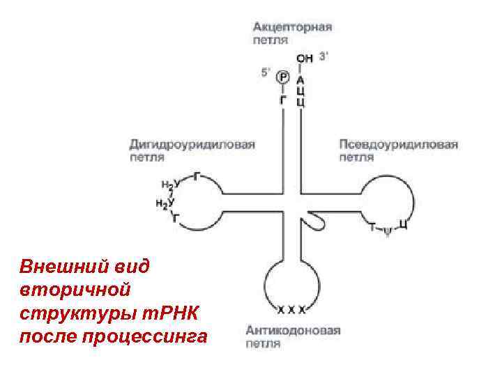 Рассмотрите предложенную схему классификации реакций матричного синтеза