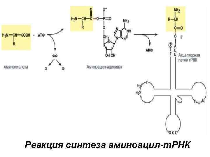 Фермент участвующий в рекогниции. Синтез аминоацил-ТРНК биохимия. Аминоацил ТРНК комплекс. Образование аминоацил-т-РНК. Аминоацилирование ТРНК.