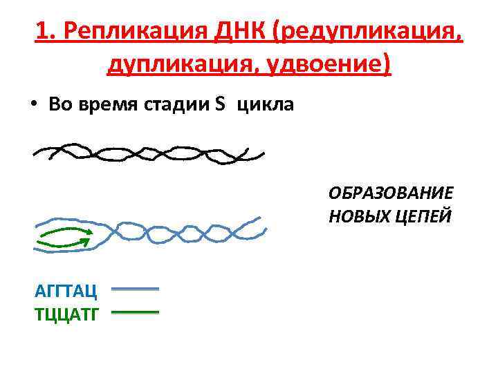 Редупликация это