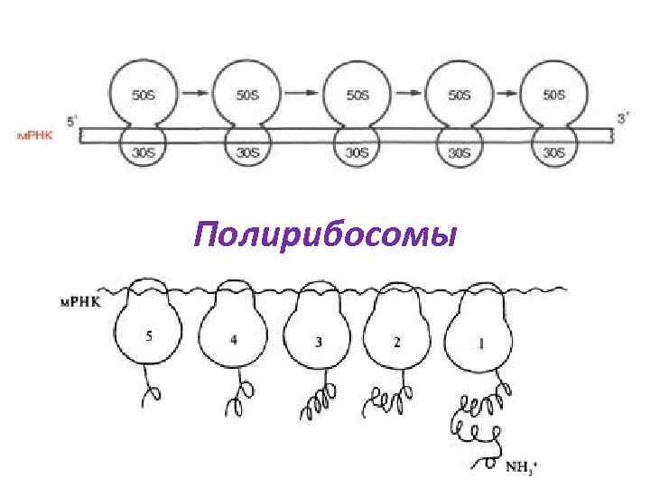 Полирибосомы 