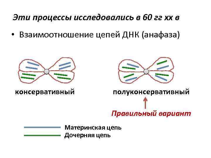 Рассмотрите предложенную схему классификации реакций матричного синтеза