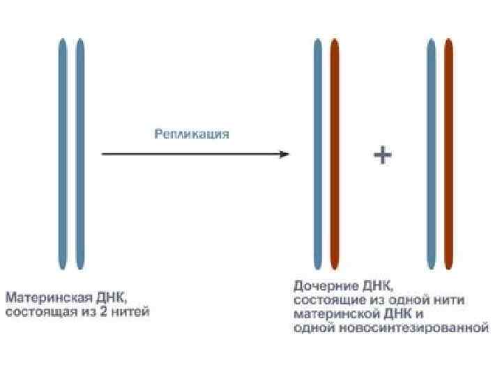 Виды матричной реакции. Реакции матричного типа.