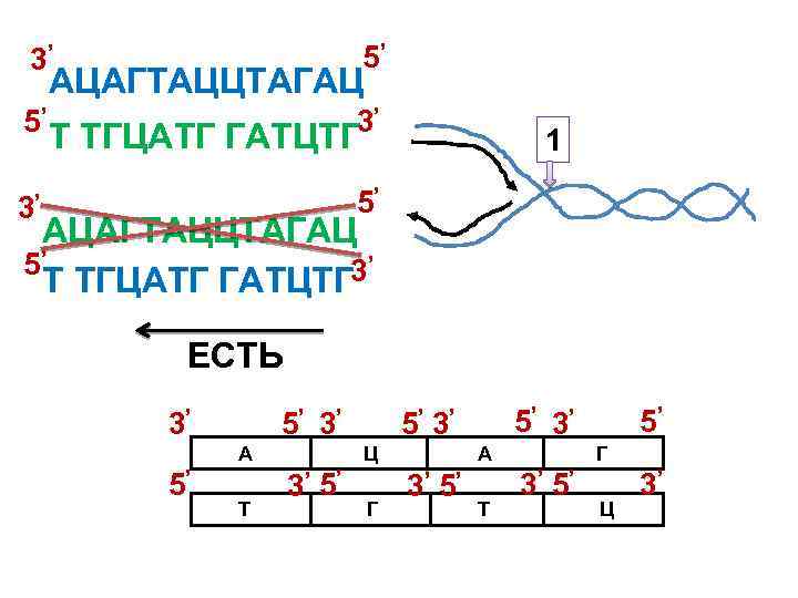 3 5 3 , , 5 АЦАГТАЦЦТАГАЦ 3 , , Т ТГЦАТГ ГАТЦТГ ,