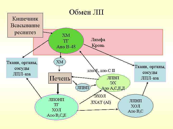 Кишечник Всасывание ресинтез Ткани, органы, сосуды ЛПЛ-аза Обмен ЛП ХМ ТГ Апо В-48 Лимфа