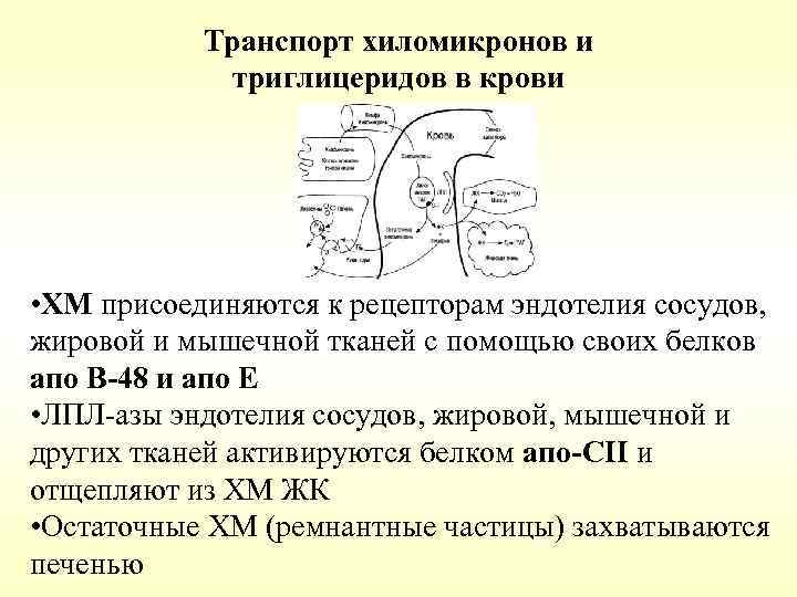 Транспорт хиломикронов и триглицеридов в крови • ХМ присоединяются к рецепторам эндотелия сосудов, жировой