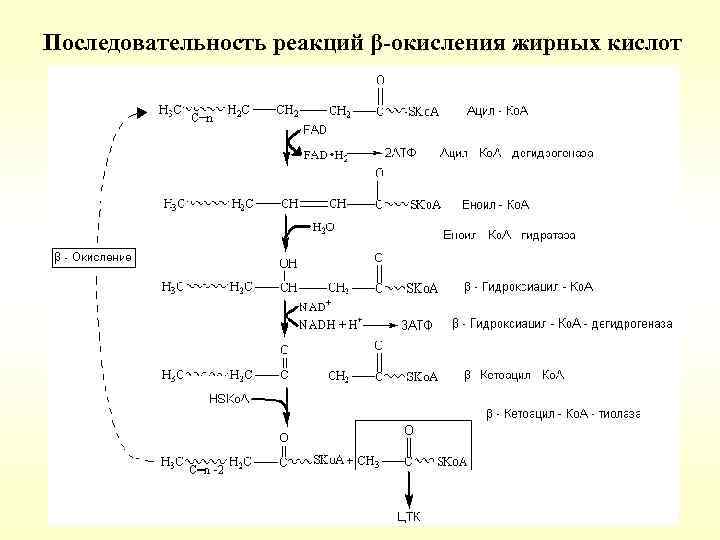 Последовательность реакций β-окисления жирных кислот 