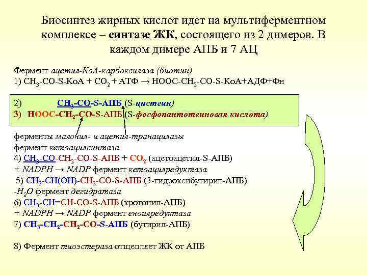 Биосинтез жирных кислот идет на мультиферментном комплексе – синтазе ЖК, состоящего из 2 димеров.