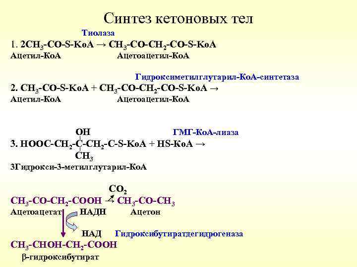 Синтез кетоновых тел Тиолаза 1. 2 СН 3 -CО-S-Ko. A → СН 3 -CО-СН