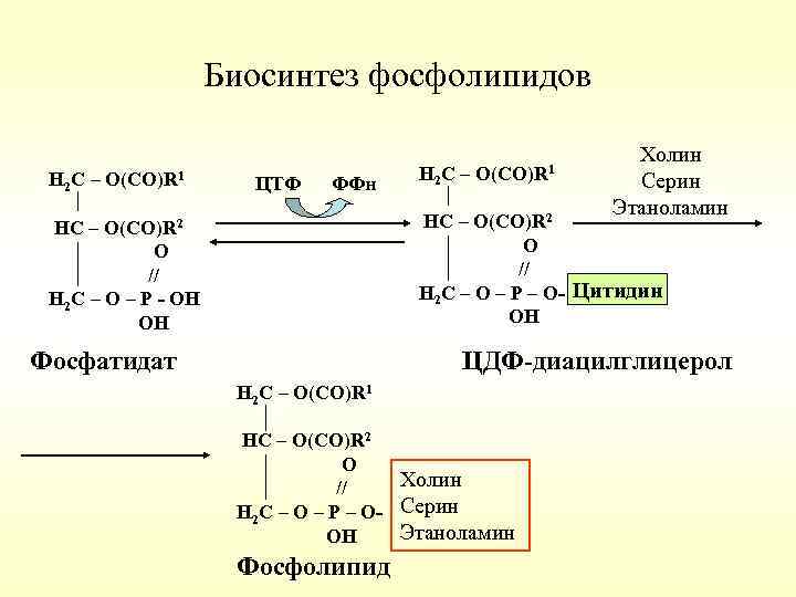 Биосинтез фосфолипидов Н 2 С – О(СО)R 1 ЦТФ ФФн Н 2 С –