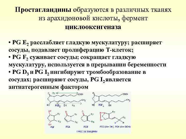 Простагландины образуются в различных тканях из арахидоновой кислоты, фермент циклооксигеназа • PG E 2