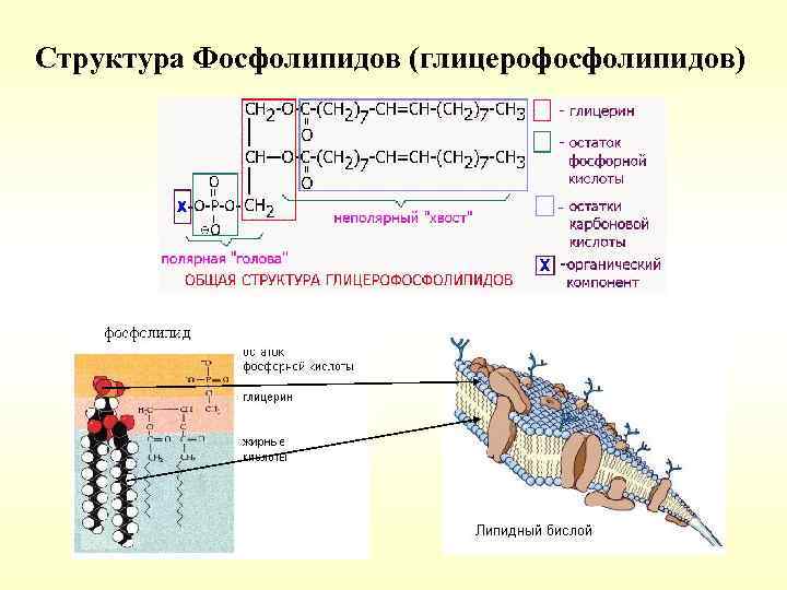 Структура Фосфолипидов (глицерофосфолипидов) 