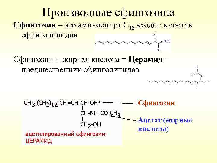 Производные сфингозина Сфингозин – это аминоспирт С 18 входит в состав сфинголипидов Сфингозин +