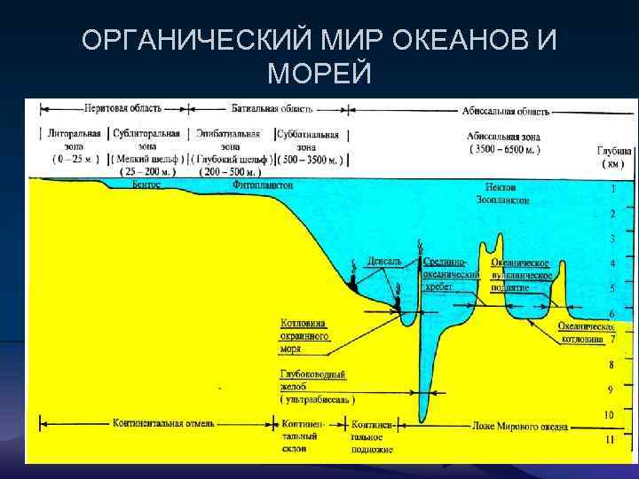 ОРГАНИЧЕСКИЙ МИР ОКЕАНОВ И МОРЕЙ 