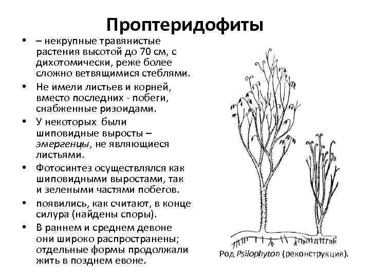 Проптеридофиты • – некрупные травянистые растения высотой до 70 см, с дихотомически, реже более