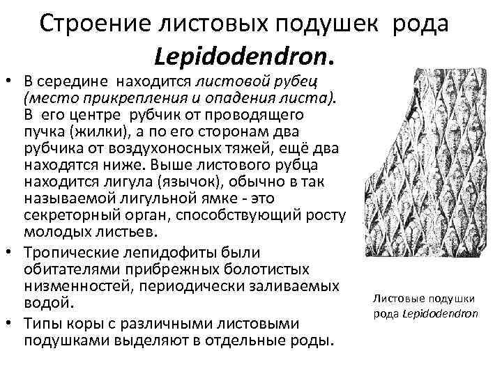 Строение листовых подушек рода Lepidodendron. • В середине находится листовой рубец (место прикрепления и