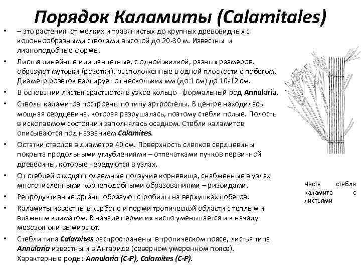  • • • Порядок Каламиты (Calamitales) – это растения от мелких и травянистых