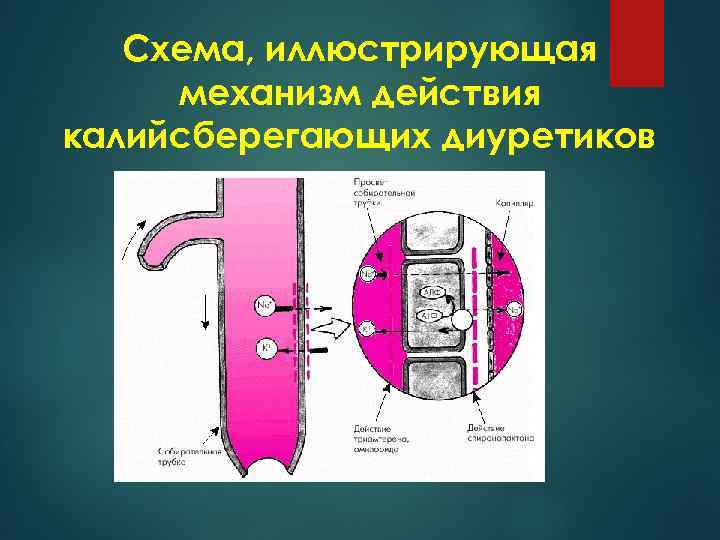 Схема, иллюстрирующая механизм действия калийсберегающих диуретиков 