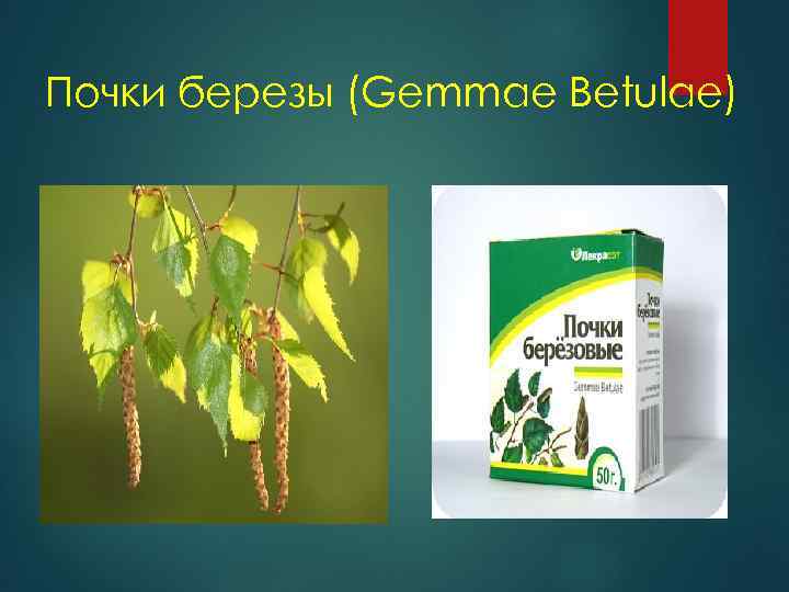 Почки березы (Gemmae Betulae) 