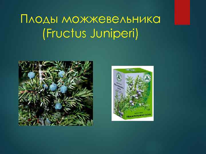 Плоды можжевельника (Fructus Juniperi) 