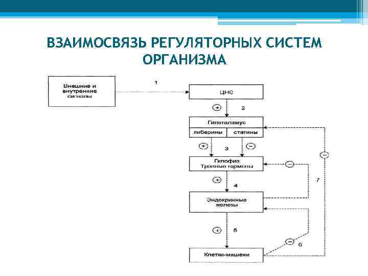 ВЗАИМОСВЯЗЬ РЕГУЛЯТОРНЫХ СИСТЕМ ОРГАНИЗМА 