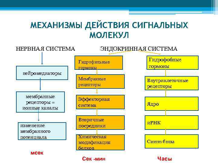 МЕХАНИЗМЫ ДЕЙСТВИЯ СИГНАЛЬНЫХ МОЛЕКУЛ НЕРВНАЯ СИСТЕМА ЭНДОКРИННАЯ СИСТЕМА Гидрофильные гормоны Гидрофобные гормоны нейромедиаторы Мембранные