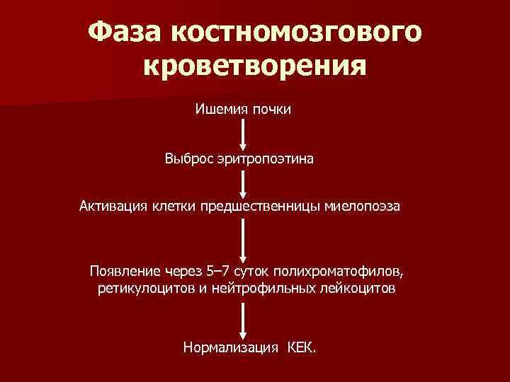 Фаза костномозгового кроветворения Ишемия почки Выброс эритропоэтина Активация клетки предшественницы миелопоэза Появление через 5–