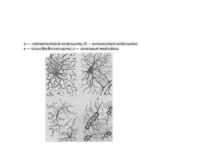 а — плазматические астроциты; 6 — волокнистые астроциты; в — олигодендроглиоциты; г — глиальные