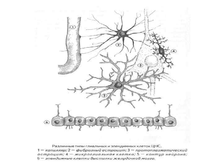 Строение нейрона 8 класс биология рисунок - 95 фото