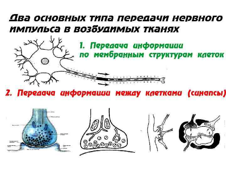 Схема строения мультиполярного нейрона