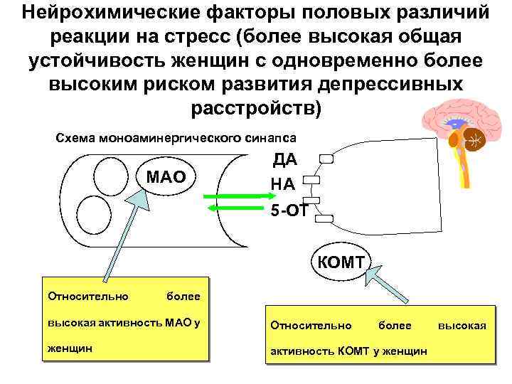 Нейрохимические факторы половых различий реакции на стресс (более высокая общая устойчивость женщин с одновременно