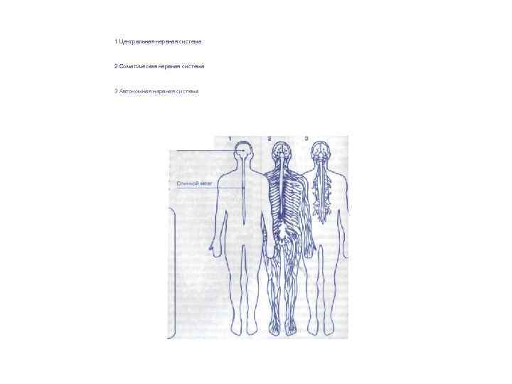 1 Центральная нервная система 2 Соматическая нервная система 3 Автономная нервная система 