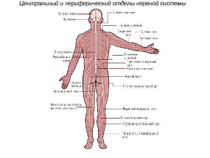 Центральный и периферический отделы нервной системы 