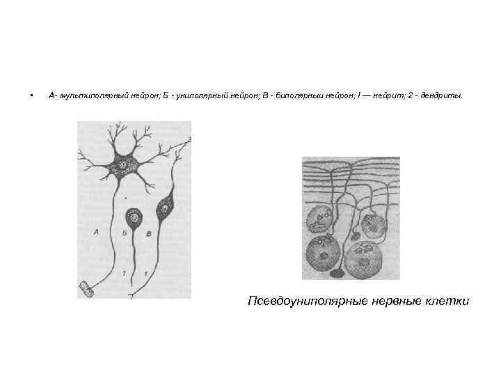 Схема мультиполярного нейрона