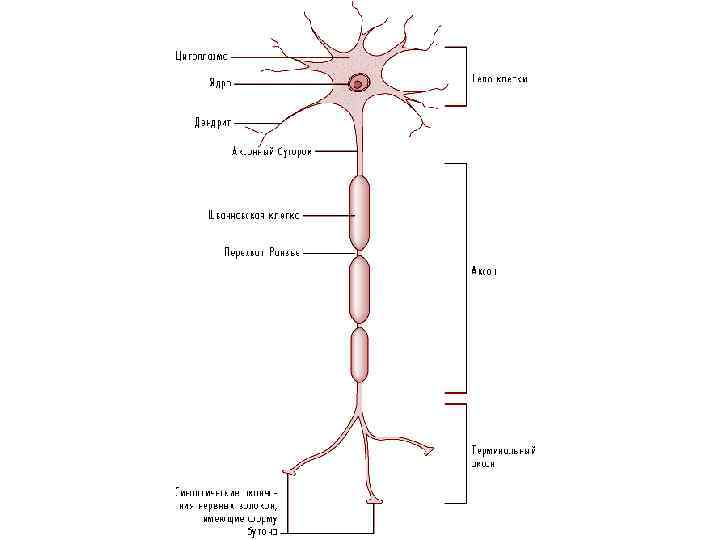 Схема субмикроскопического строения мультиполярного нейрона