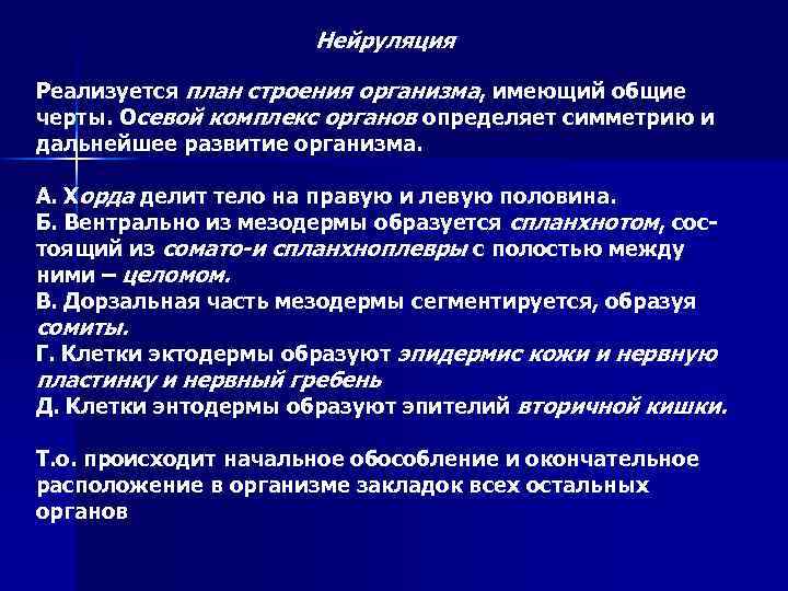 Нейруляция Реализуется план строения организма, имеющий общие черты. Осевой комплекс органов определяет симметрию и