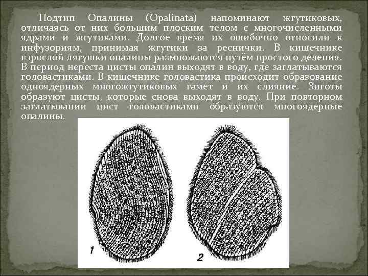 Подтип Опалины (Opalinata) напоминают жгутиковых, отличаясь от них большим плоским телом с многочисленными ядрами