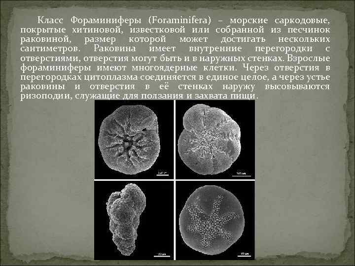 Класс Фораминиферы (Foraminifera) – морские саркодовые, покрытые хитиновой, известковой или собранной из песчинок раковиной,