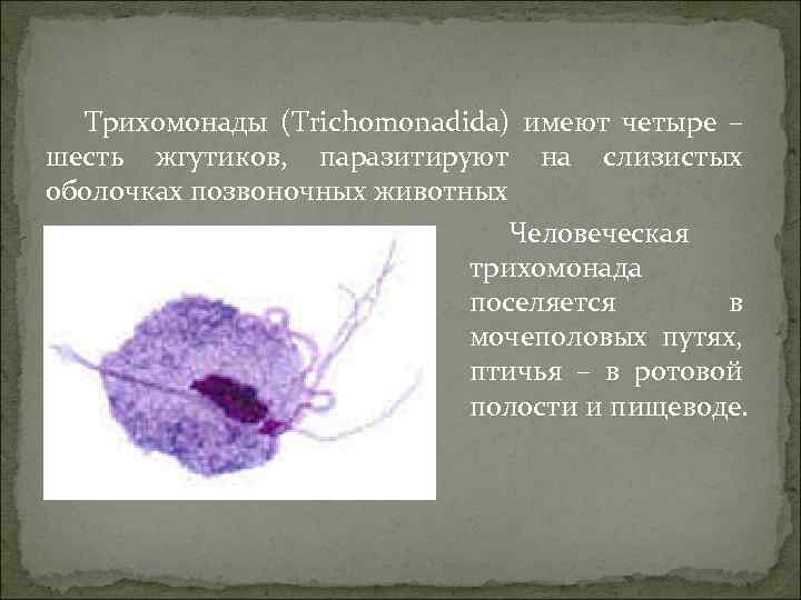 Трихомонады (Trichomonadida) имеют четыре – шесть жгутиков, паразитируют на слизистых оболочках позвоночных животных Человеческая