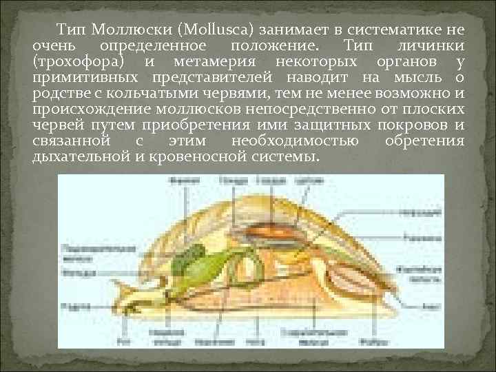 Тип Моллюски (Mollusca) занимает в систематике не очень определенное положение. Тип личинки (трохофора) и