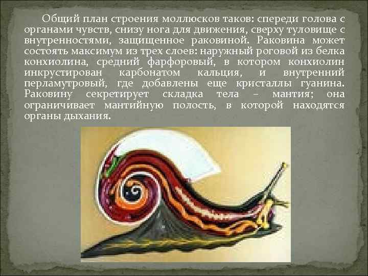 Общий план строения моллюсков таков: спереди голова с органами чувств, снизу нога для движения,