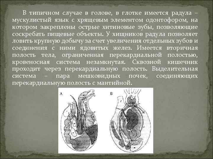 В типичном случае в голове, в глотке имеется радула – мускулистый язык с хрящевым