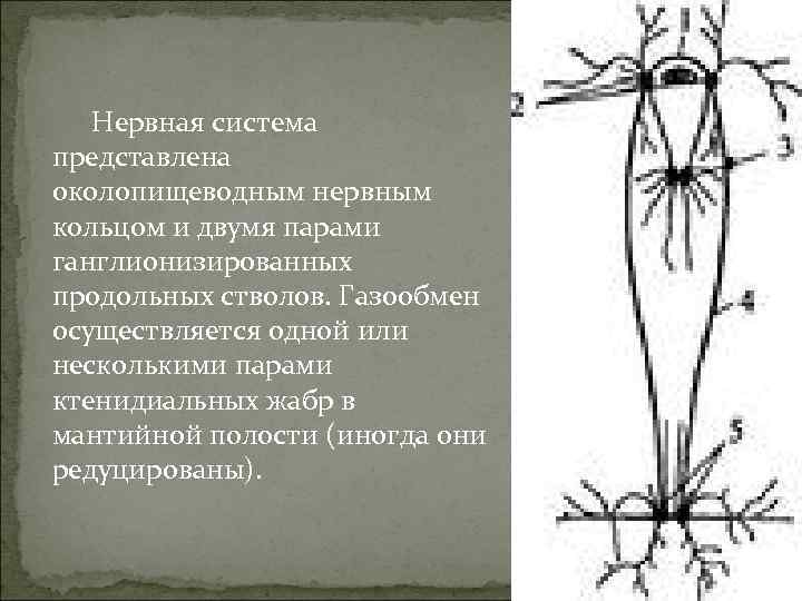 Нервная система представлена околопищеводным нервным кольцом и двумя парами ганглионизированных продольных стволов. Газообмен осуществляется